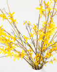 Load image into Gallery viewer, Forsythia Branch Stem
