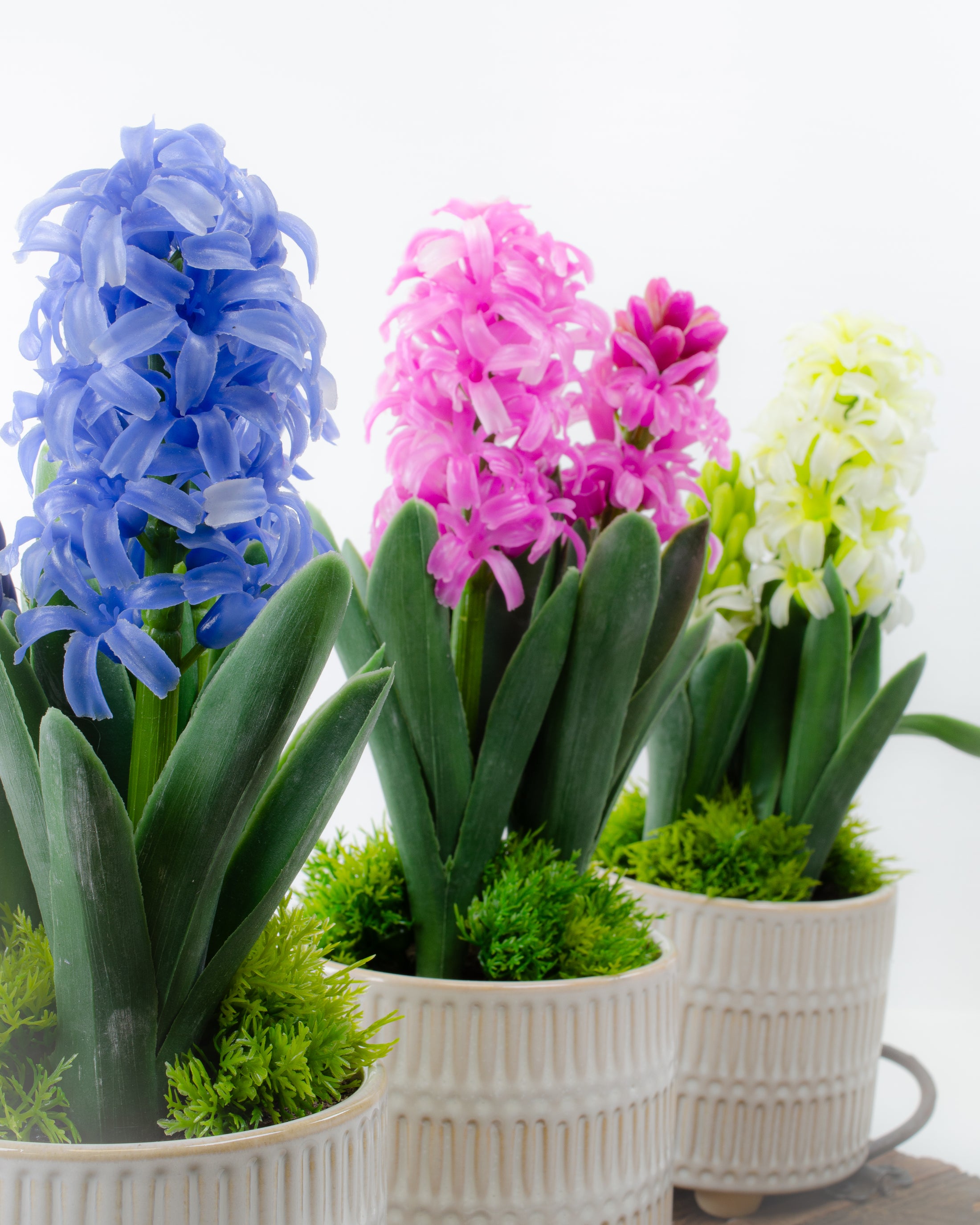 Potted Hyacinth (3 colours)