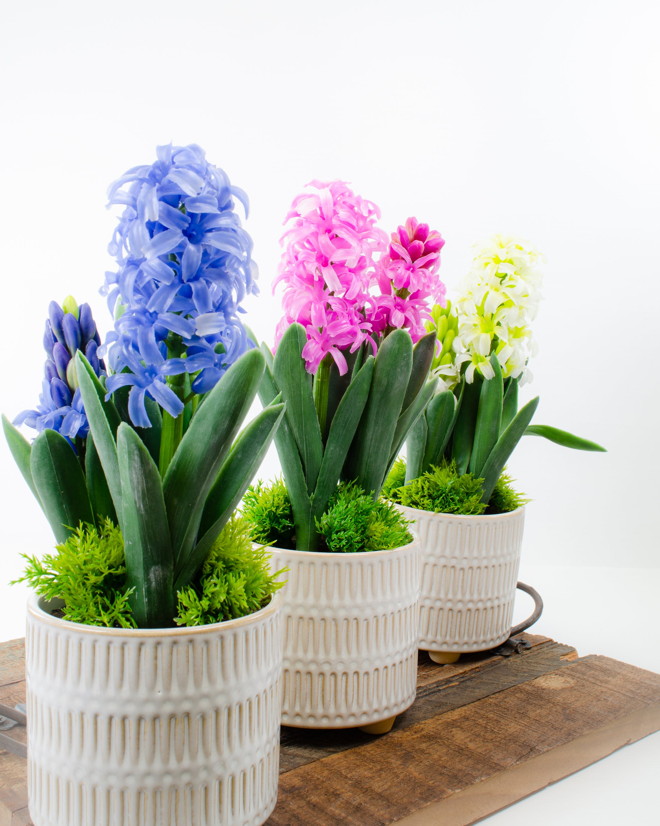 Potted Hyacinth (3 colours)