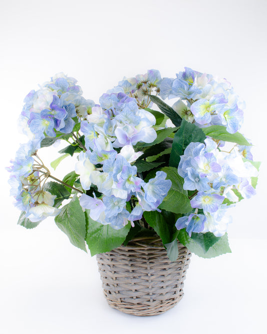 Blue Hydrangea in a Basket