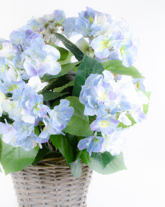 Blue Hydrangea in a Basket