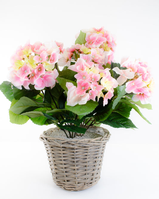 Pink Hydrangea in a Basket