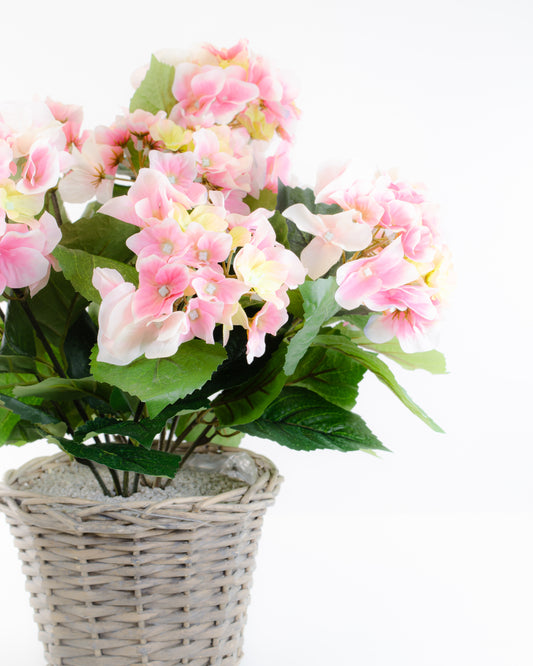 Pink Hydrangea in a Basket