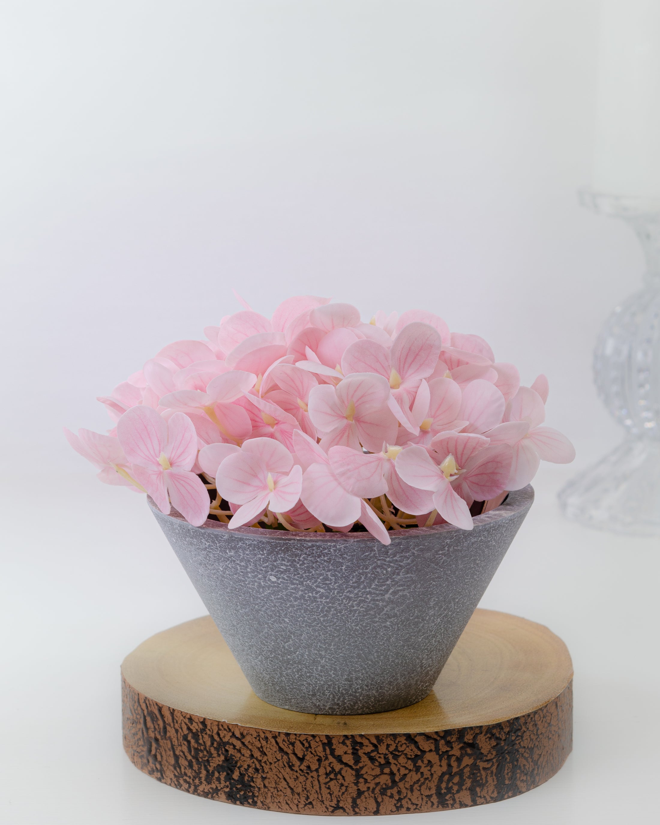 Mini Hydrangea in Pot (4 colours)