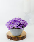 Load image into Gallery viewer, Mini Hydrangea in Pot (4 colours)
