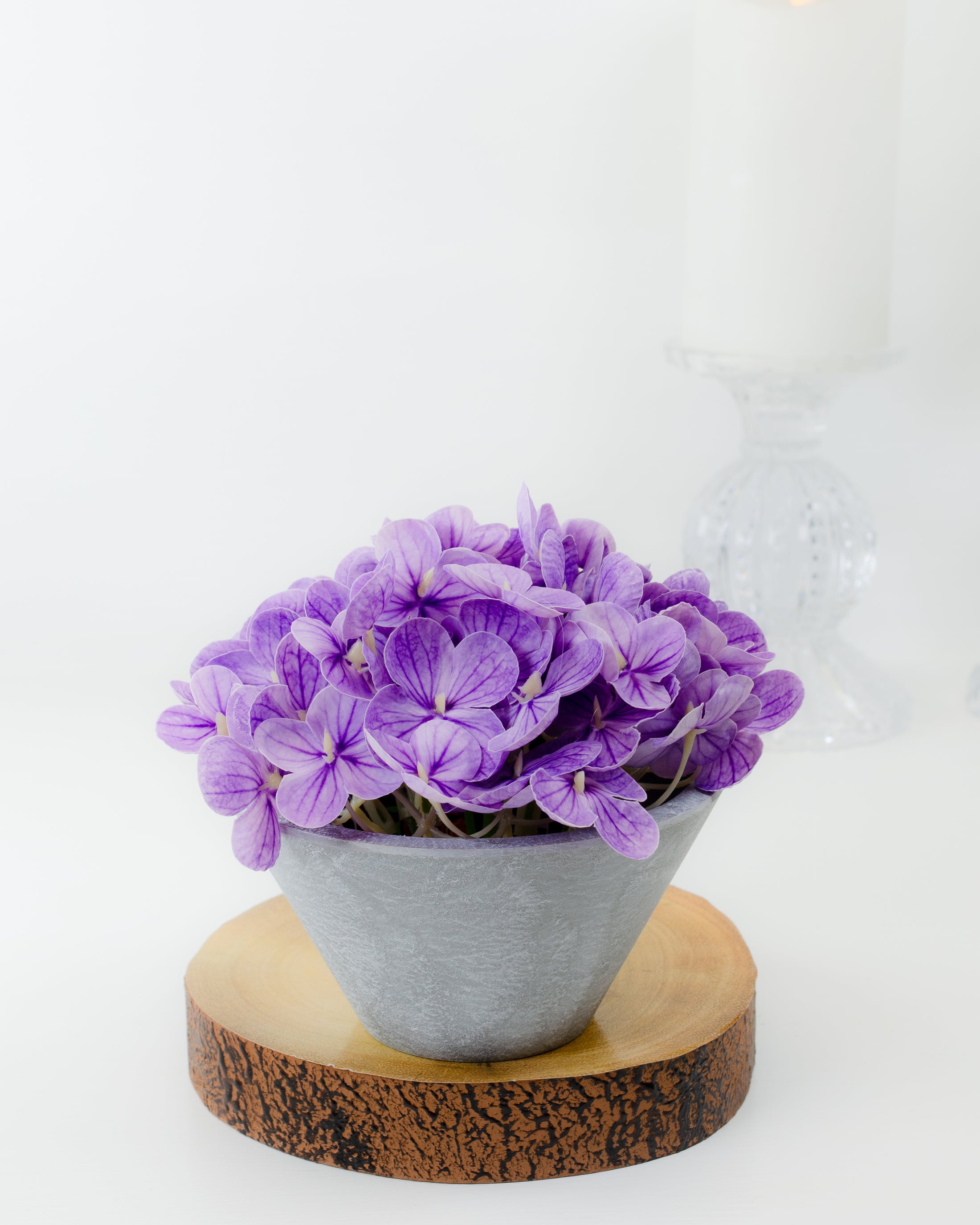 Mini Hydrangea in Pot (4 colours)