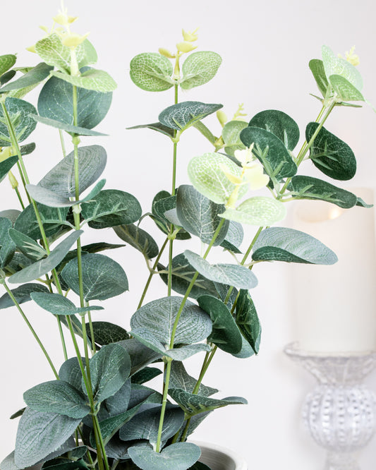 Eucalyptus in a Tin Pot