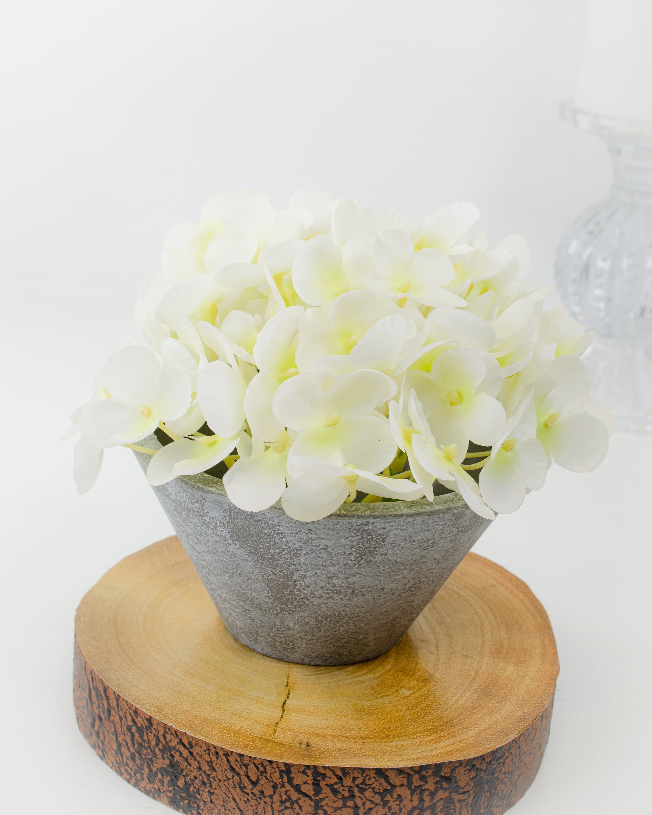 Mini Hydrangea in Pot (4 colours)