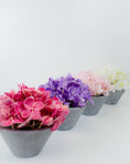 Load image into Gallery viewer, Mini Hydrangea in Pot (4 colours)
