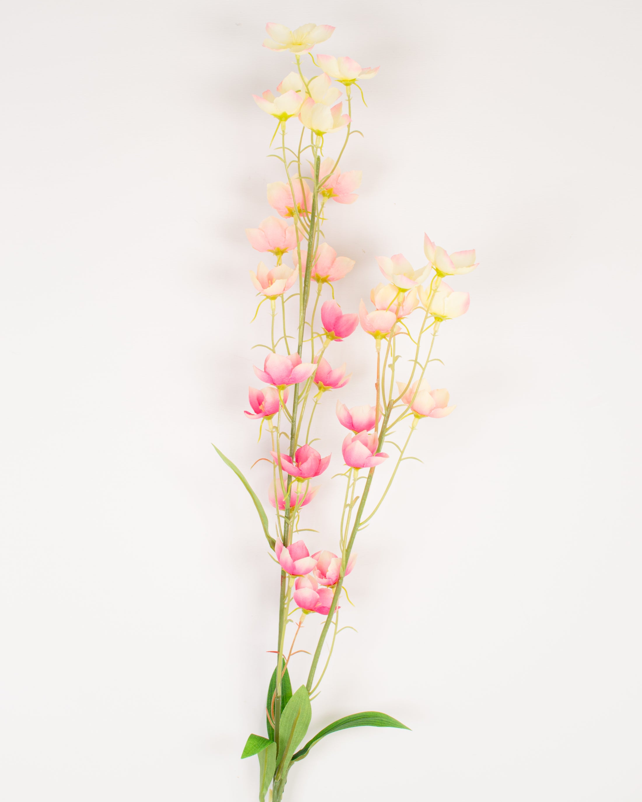 Pink Mini Meadow Bell Flower