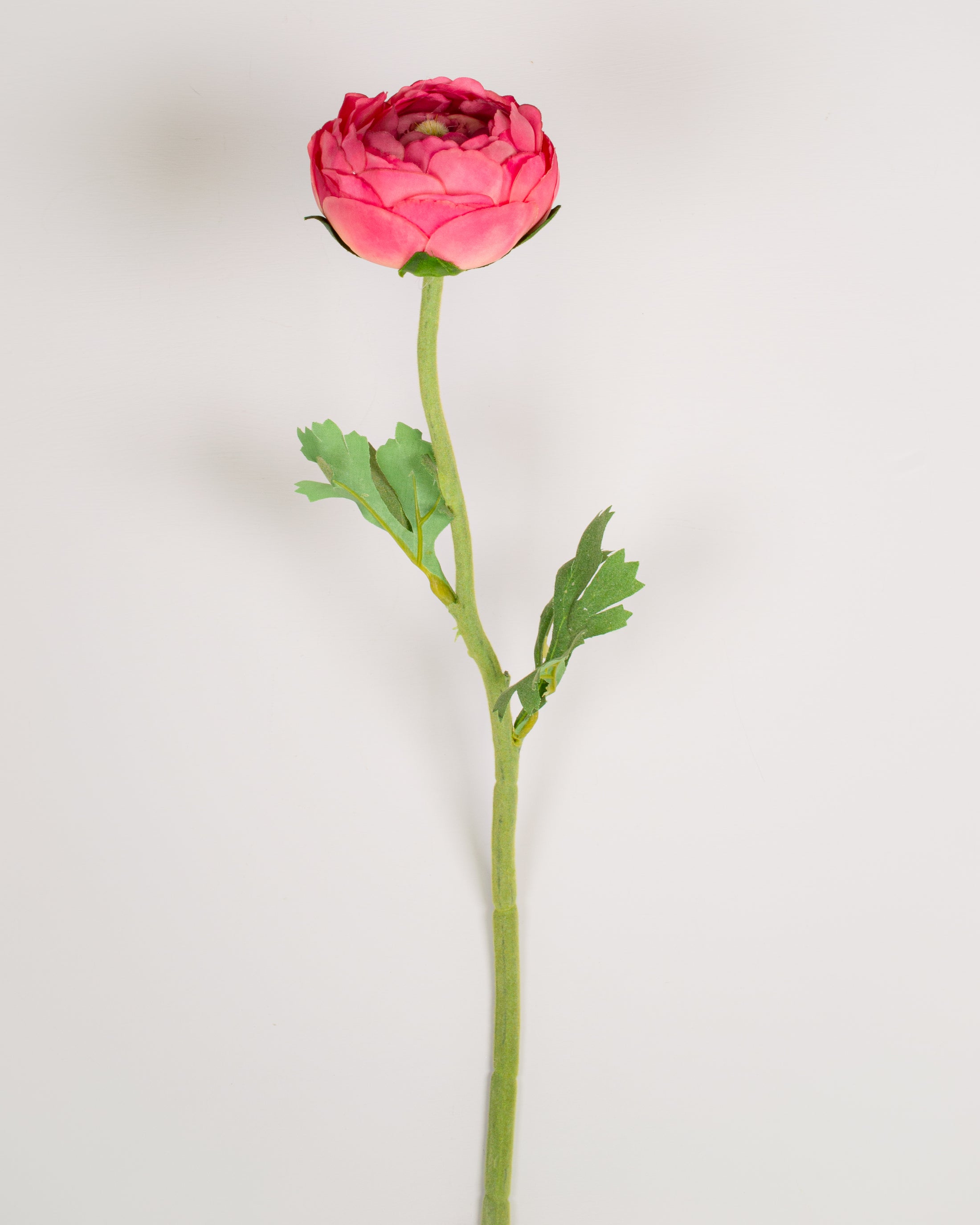 Ranunculus Stem (2 colours)