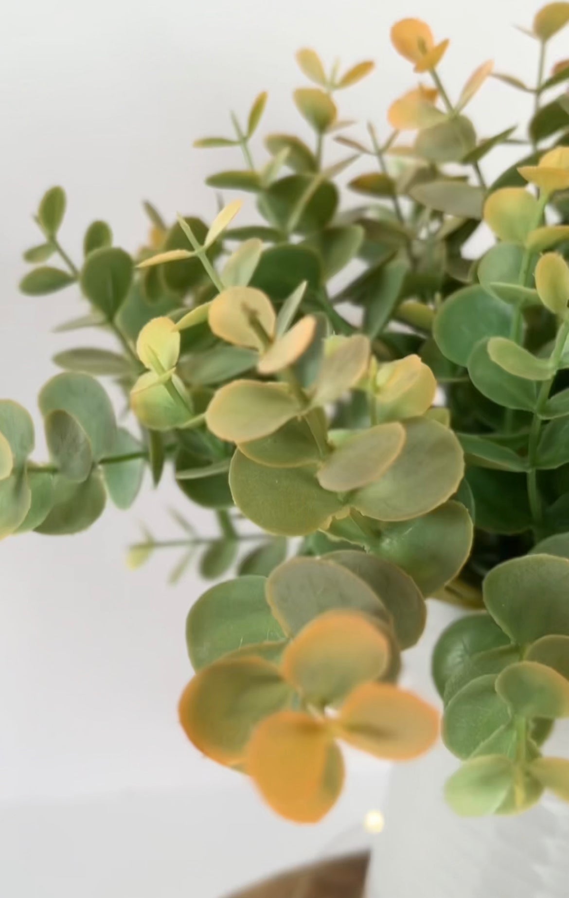Short Eucalyptus Bunch