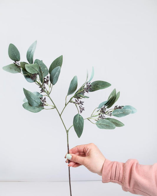 Grey Seeded Eucalyptus Stem