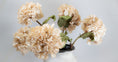 Load image into Gallery viewer, Dried Touch Cream Hydrangea
