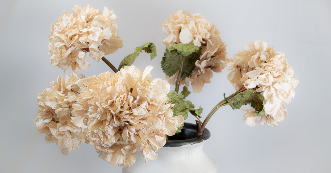 Dried Touch Cream Hydrangea