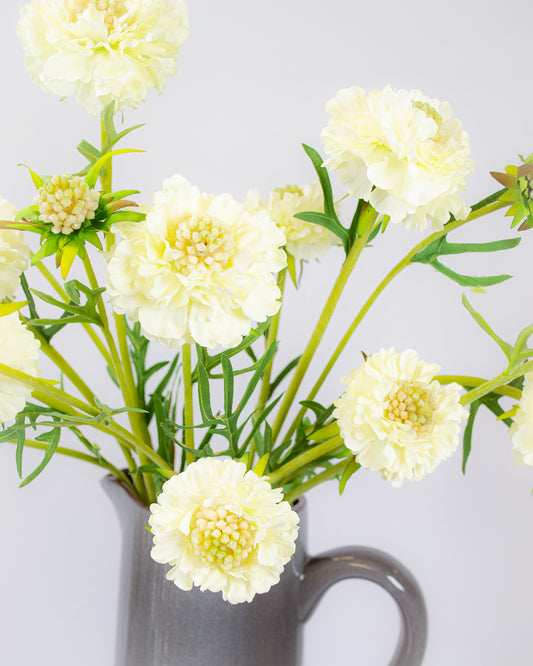 Scabiosa Spray - Cream