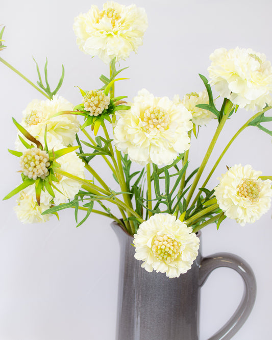 Scabiosa Spray - Cream