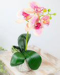 Load image into Gallery viewer, Mini Potted Orchid - Pink
