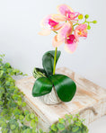 Load image into Gallery viewer, Mini Potted Orchid - Pink
