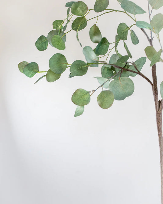 Small Eucalyptus Tree