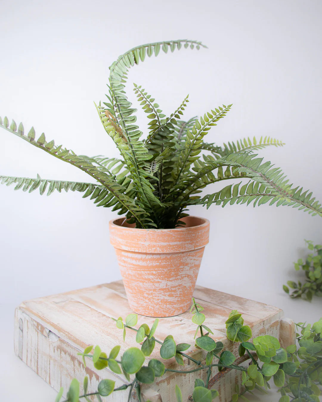 Potted Fern