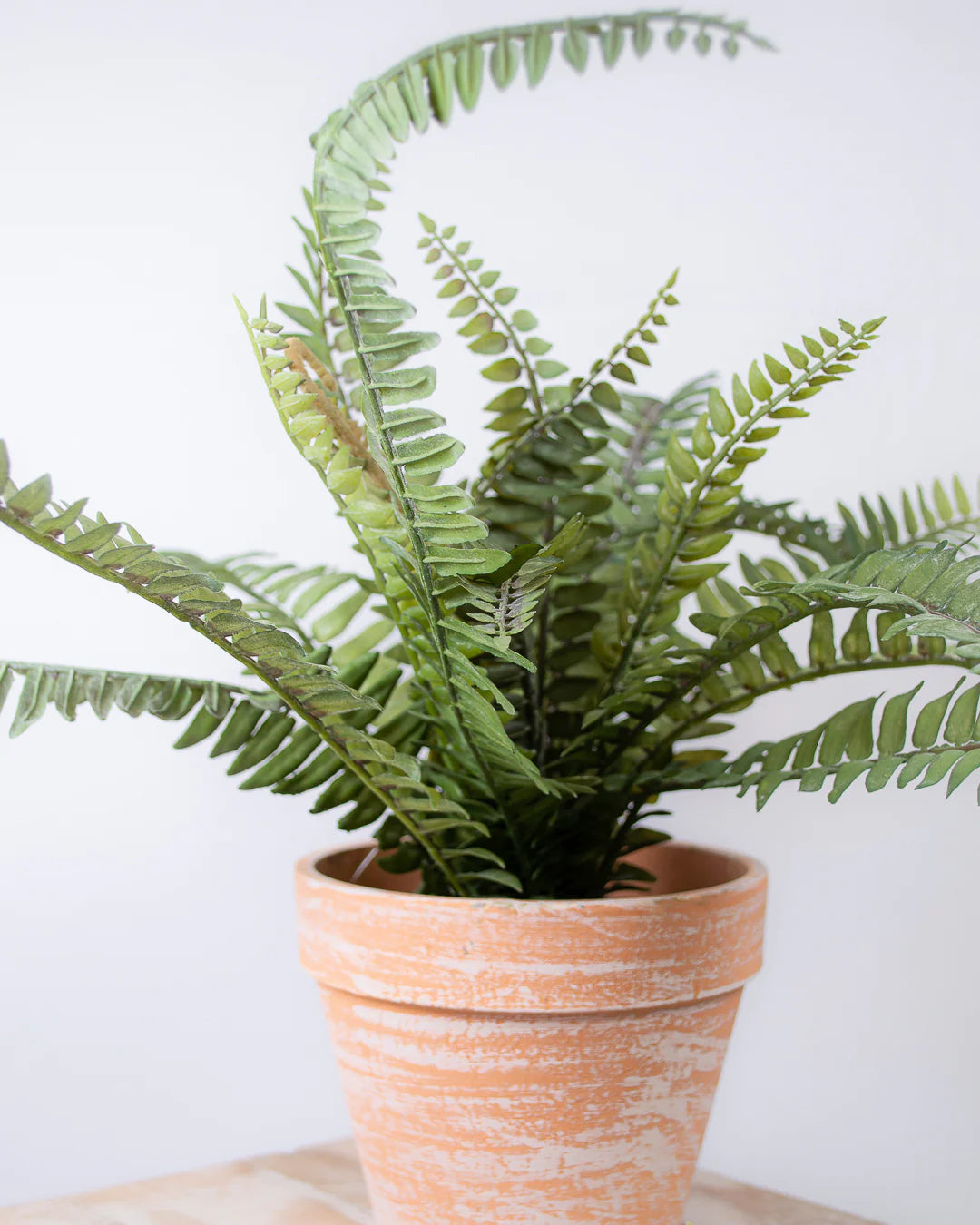 Potted Fern