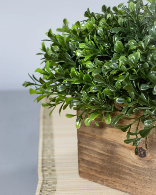 Windowsill Box Topiary