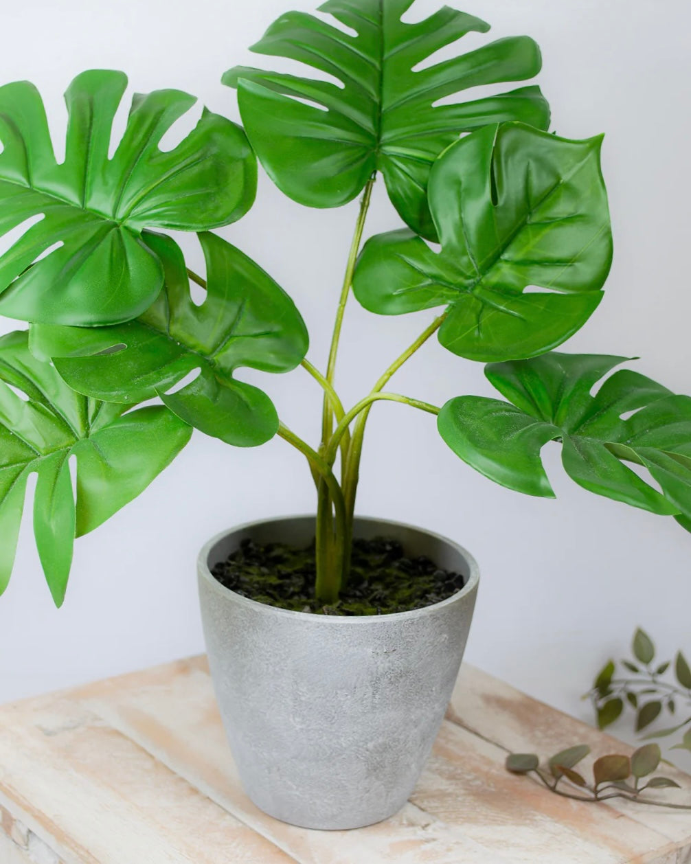 Faux Cheese Plant In Pot