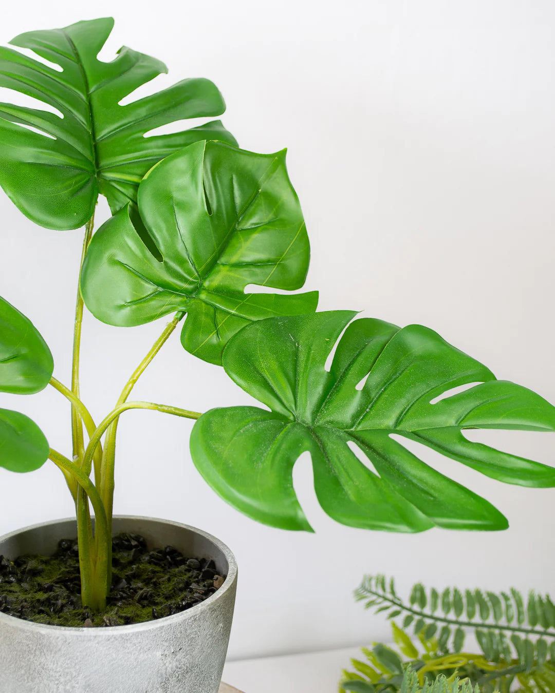 Faux Cheese Plant In Pot