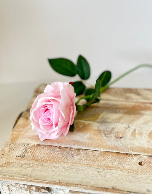 Pastel Pink Tea Rose Stem