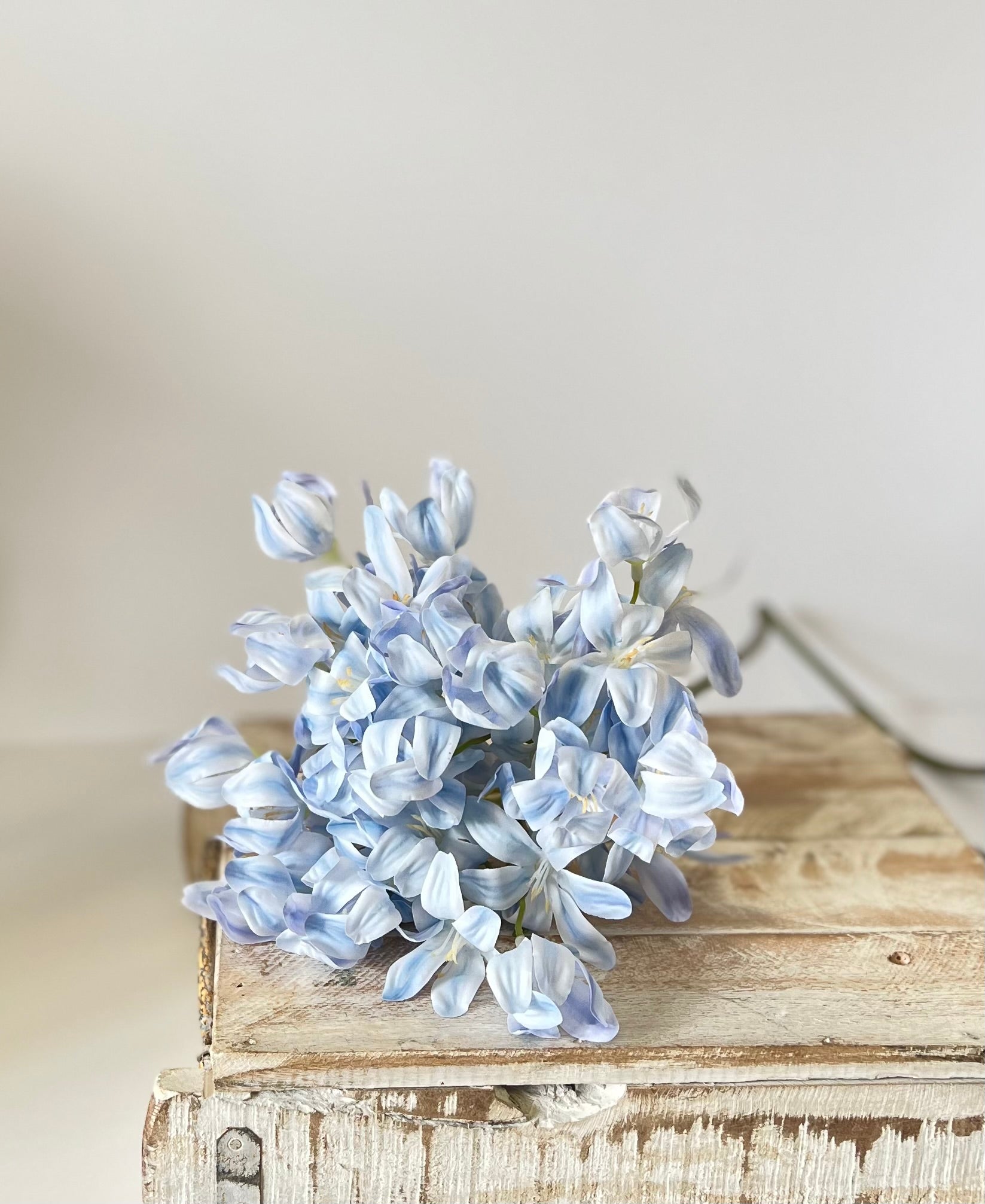 Blue Agapanthus Stem