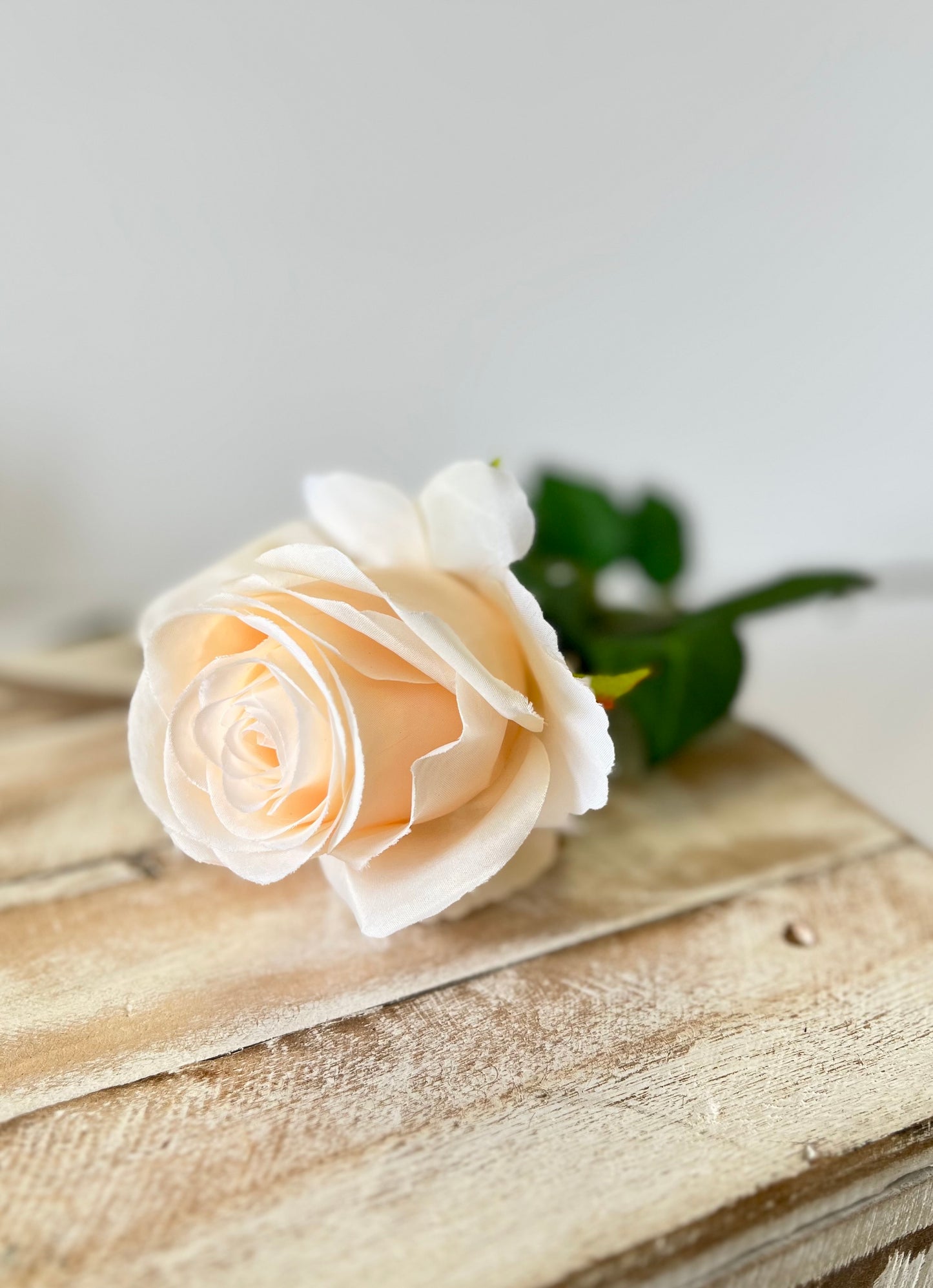 Apricot Rose Stem