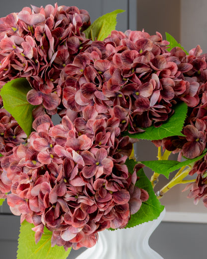 Hydrangea - Autumn Red