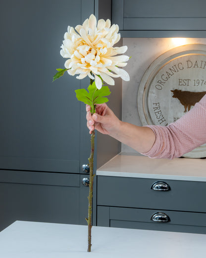 Autumn Chrysanthemum - Cream