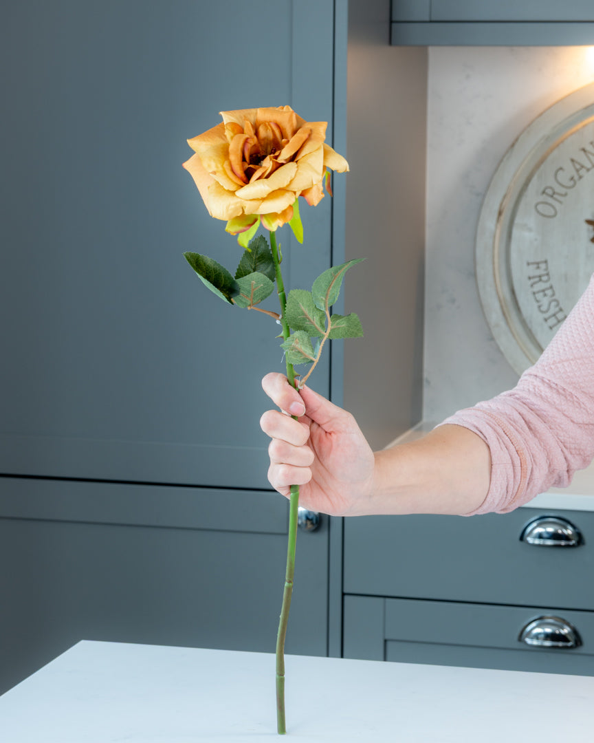 Autumn Garden Rose - Honey