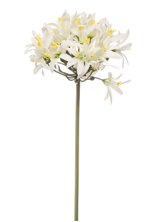 Agapanthus Stem White | Set of Three