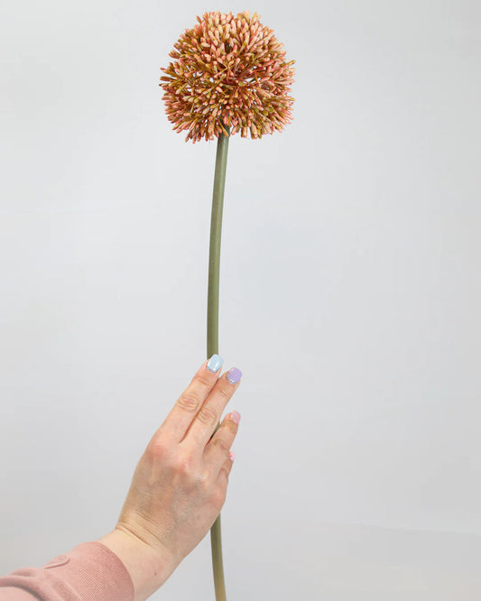 Pink Allium Stem