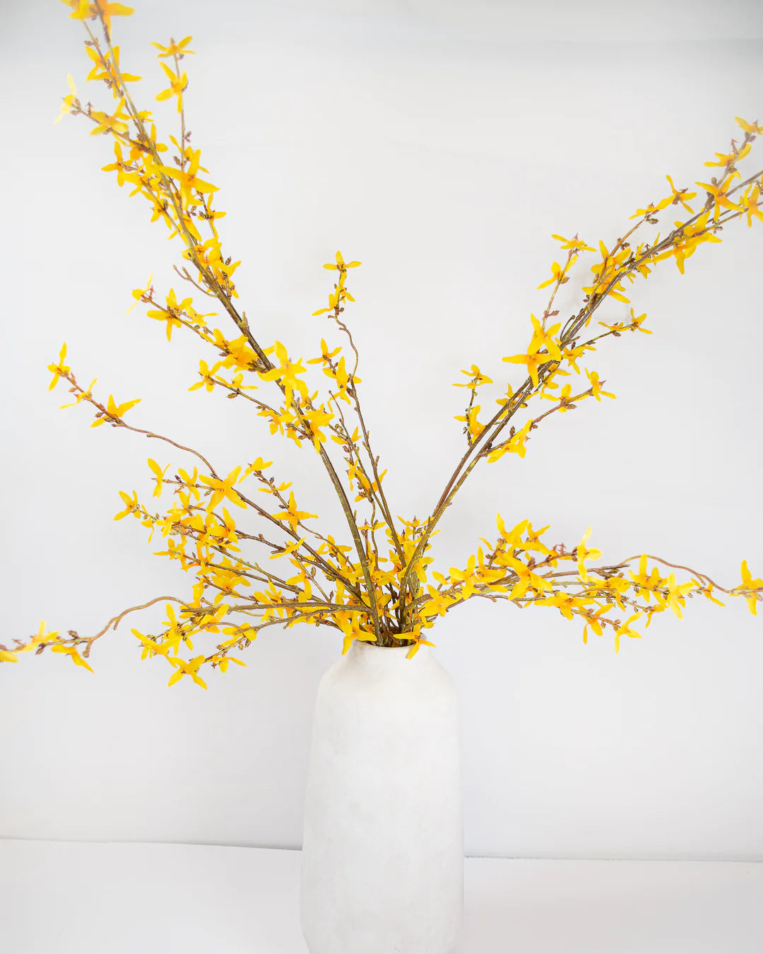 Forsythia Branch Stem