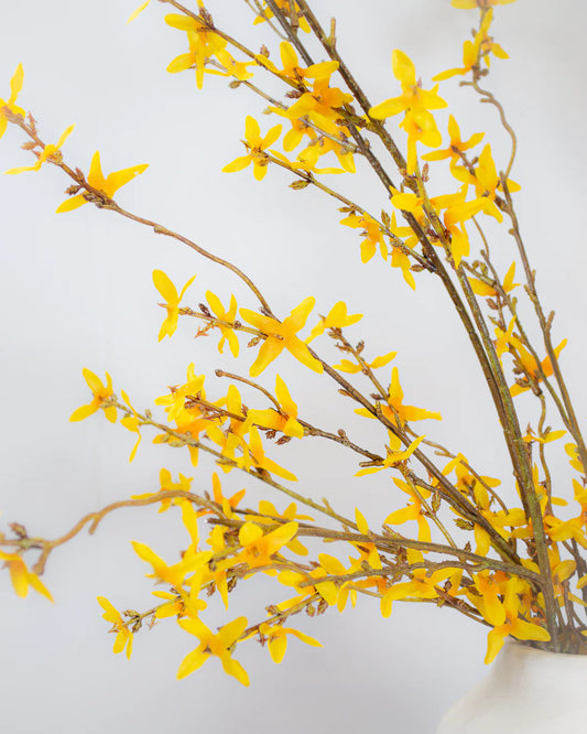 Forsythia Branch Stem