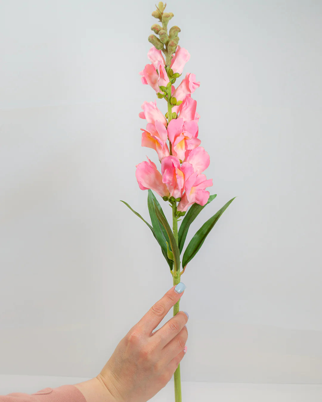 Pink Snapdragon Stem