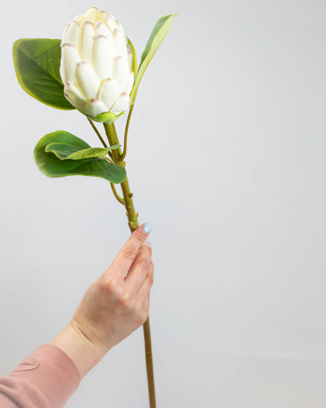 Large White Protea Stem