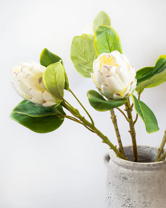 Large White Protea Stem